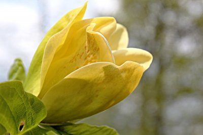 Magnolia x denudata 'Yellow River' - šácholan obnažený - květ
